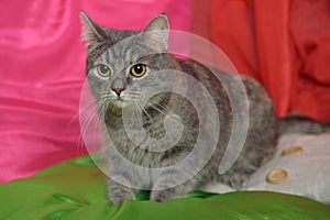 Gray sleek cat on a bright background