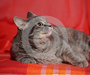 Gray sleek cat on a bright background