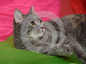 Gray sleek cat on a bright background