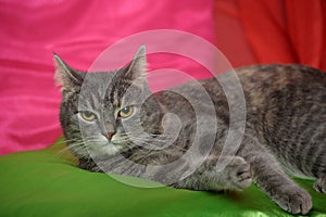 Gray sleek cat on a bright background