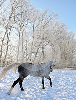 Beautiful gray spanish stallion enjoy the snow farm