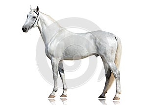 The beautiful gray stallion Orlov trotter breed stand isolated on white background