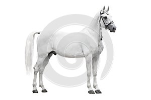 The beautiful gray stallion Orlov trotter breed in traditional russian harness stand isolated on white background