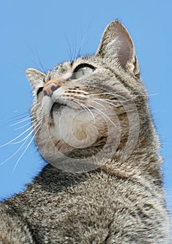 Beautiful gray tabby cat