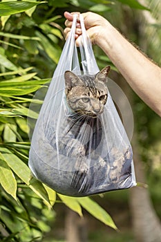 Beautiful gray tabby cat is inside a plastic bag, close up