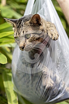 Beautiful gray tabby cat is inside a plastic bag, close up