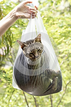 Beautiful gray tabby cat is inside a plastic bag, close up