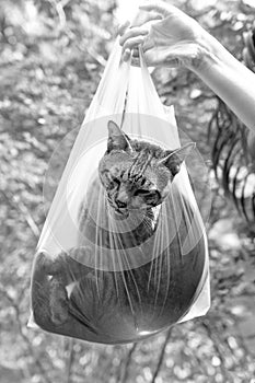 Beautiful gray tabby cat is inside a plastic bag, close up. Black and white