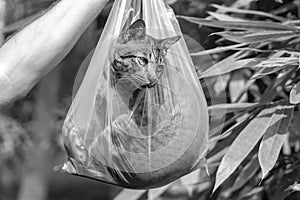 Beautiful gray tabby cat is inside a plastic bag, close up. Black and white