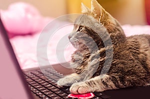 Beautiful gray tabby cat with a laptop with a heart. Funny pet. Pink background. Valentine`s Day and love. Selective focus