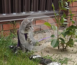 Beautiful gray cat in a collar with a leash sits in the garden on a flower bed