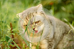 Beautiful gray tabby cat walks on the street and eats grass. close-up portrait of animal, grass and vitamin for cat