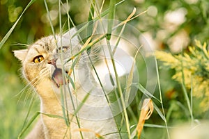 Beautiful gray tabby cat walks on the street and eats grass. close-up portrait of animal, grass and vitamin for cat