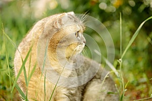 Beautiful gray tabby cat walks on the street in the grass. close-up portrait of an animal, the cat went hunting and looks into the