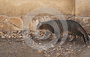 Beautiful gray tabbycat on its way to hunt, attentive cat walking near the wall outside the house