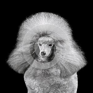 Beautiful gray toy poodle