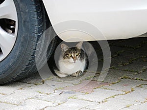 A beautiful gray-white cat hid under the car