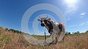 Beautiful Gray and White Cow Grazing on a Meadow on Blue Sky Background