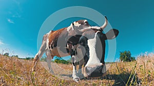 Beautiful Gray and White Cow Grazing on a Meadow on Blue Sky Background. Slow Motion