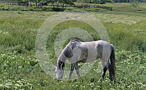 A beautiful gray-white horse on a green meadow eats grass