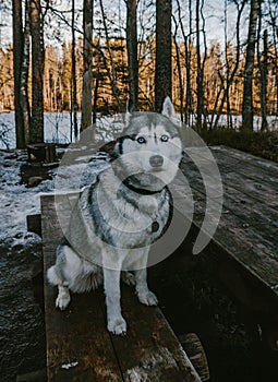 Beautiful gray-white husky sits on a bench