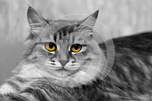 Beautiful gray and white tabby cat with expressive yellow eyes