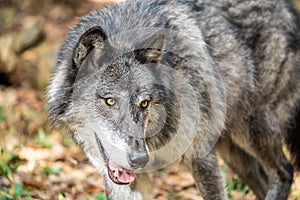 Beautiful Gray Wolf Close-up Portrait