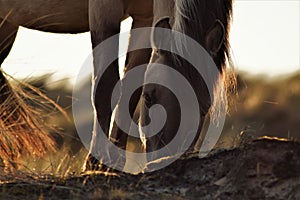 Beautiful grazing horse in the dunes