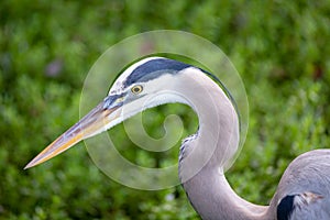 A beautiful Great Blue Heron hunts for food