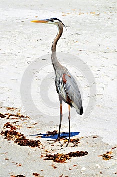 Beautiful great blue heron standing on the beach enjoying the warm weather