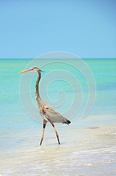 Beautiful great blue heron standing on the beach enjoying the warm weather