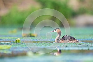 Beautiful great crested grebe