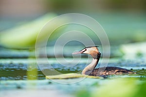 Beautiful great crested grebe