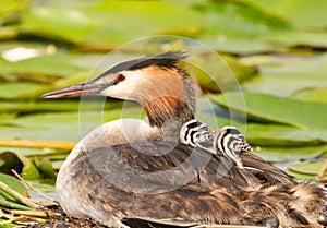 A beautiful great crested grebe carrying a tiny fledgling