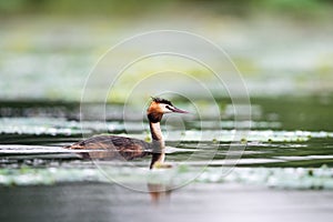 Beautiful great crested grebe on lake