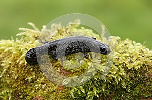 A beautiful Great Crested Newt, Triturus cristatus, on moss in spring.