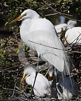 Beautiful great Egret with chicks