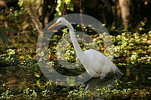 Beautiful Great Egret in Florida Everglades