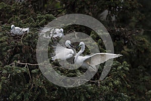 Beautiful great egret nesting