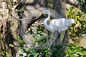 Beautiful Great Egret perched in gnarly old Oak Tree.