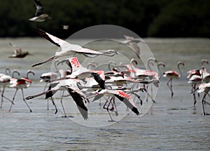 Beautiful great flamingos flying in flock, Bahrain