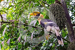 Beautiful Great hornbill on tree