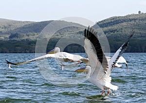 The beautiful Great Pelicans moving and flying away at Lake Naivasha, Kenya