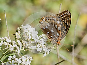 Beautiful Great Spangled Fritillary Butterfly - Speyeria cybele - on White Crownbeard Wildflower