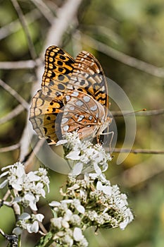 Beautiful Great Spangled Fritillary Butterfly - Speyeria cybele - on White Crownbeard Wildflower