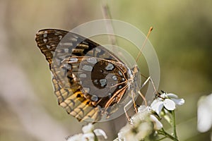 Beautiful Great Spangled Fritillary Butterfly - Speyeria cybele - on White Crownbeard Wildflower