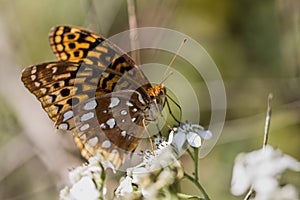 Beautiful Great Spangled Fritillary Butterfly - Speyeria cybele - on White Crownbeard Wildflower