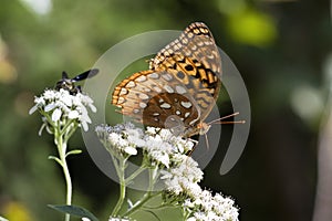 Beautiful Great Spangled Fritillary Butterfly - Speyeria cybele - on White Crownbeard Wildflower