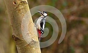 Beautiful Great Spotted Woodpecker Dendrocopos major