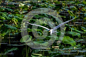 A Beautiful Great White Egret in Flight Among Lotus Water Lilies